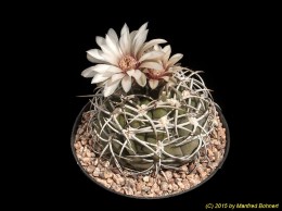 Gymnocalycium catarmacense v. montanum P73b 2414